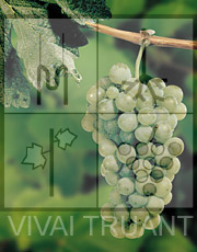 Foto di un grappolo d'uva di Incrocio Manzoni 6.0.13